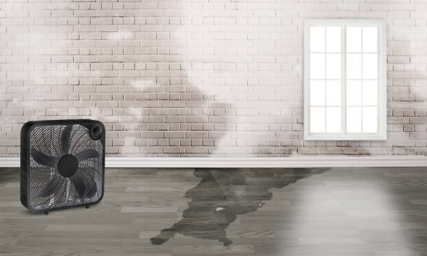 Best Water damage restoration near me  in Dayton, WA